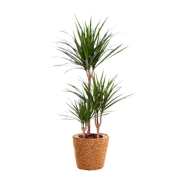 Dracaena Marginata – Ø21cm – ↕95cm