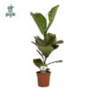 Ficus Lyrata – Ø17cm – ↕60cm