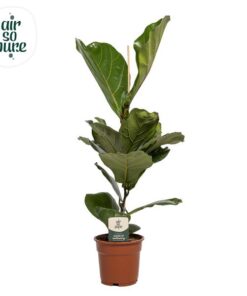 Ficus Lyrata – Ø17cm – ↕60cm