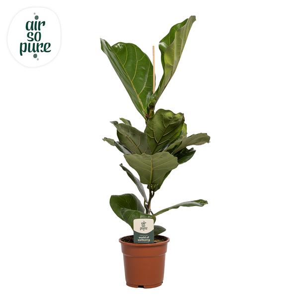 Ficus Lyrata – Ø17cm – ↕60cm