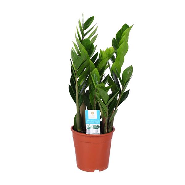 Zamioculcas Zamiifolia – Ø17cm – ↕60cm