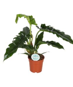 Philodendron Narrow – Ø17cm – ↕50cm