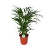 Areca Dypsis Lutescens – Ø17 cm – ↕60 cm