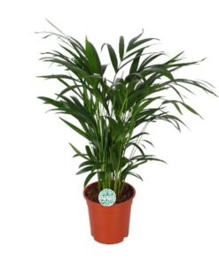 Areca Dypsis Lutescens – Ø17 cm – ↕60 cm