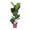 Ficus Lyrata – Ø17cm – ↕60cm