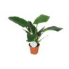 Philodendron Imperial Green – Ø14cm – ↕40cm