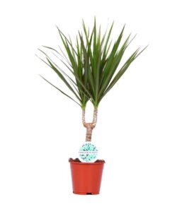 Dracaena Marginata – Ø14cm – ↕55cm