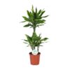 Dracaena Golden Coast – Ø24cm – ↕125cm