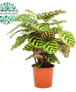 Calathea Makoyana – Ø17cm – ↕55cm