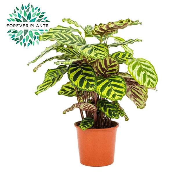 Calathea Makoyana – Ø17cm – ↕55cm