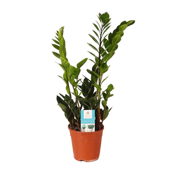 Zamioculcas Zamiifolia – Ø14cm – ↕45cm