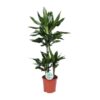 Dracaena Janet Lind – Ø21cm – ↕90cm