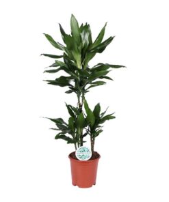 Dracaena Janet Lind – Ø21cm – ↕90cm