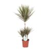 Dracaena Bicolor – Ø21cm – ↕95cm