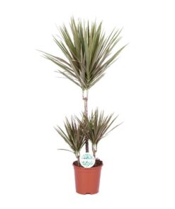 Dracaena Bicolor – Ø21cm – ↕95cm