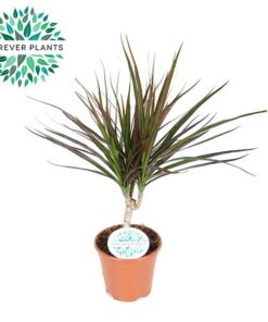 Dracaena Magenta – Ø14cm – ↕55cm