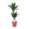 Dracaena Janet Lind – Ø17cm – ↕70cm