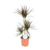 Dracaena Magenta – Ø21cm – ↕95cm