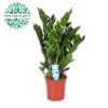 Zamioculcas Zamiifolia – Ø21cm – ↕95cm