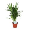 Areca Dypsis Lutescens – Ø14 cm – ↕50 cm