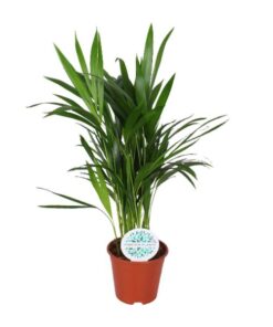 Areca Dypsis Lutescens – Ø14 cm – ↕50 cm