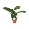 Philodendron Imperial Green – Ø17cm – ↕50cm