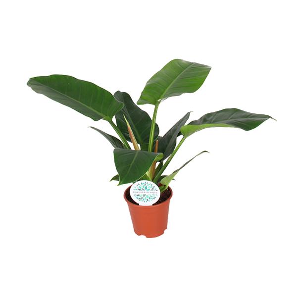 Philodendron Imperial Green – Ø17cm – ↕50cm