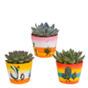 Echeveria-Mischung 8,5 cm – 3x – in Mexicaanse pot