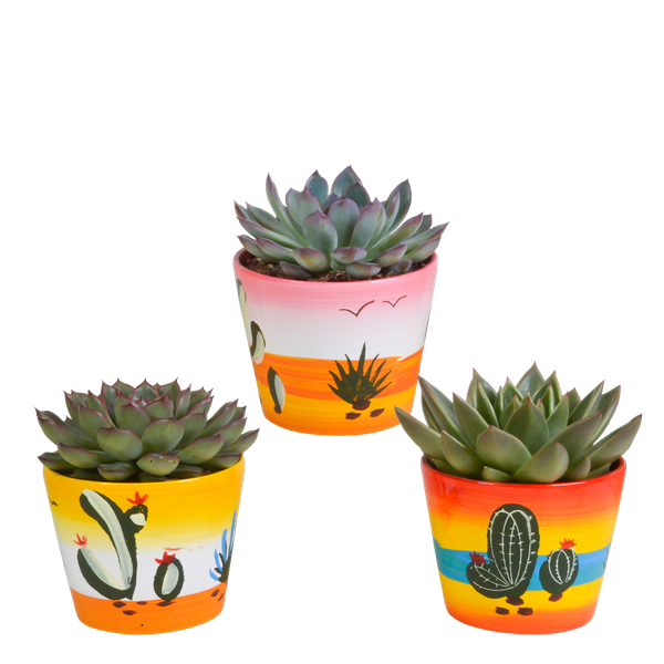 Echeveria-Mischung 8,5 cm – 3x – in Mexicaanse pot