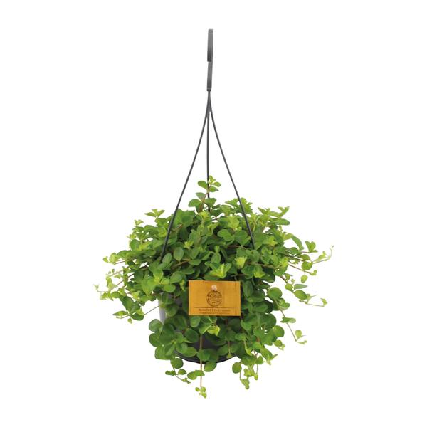 Peperomia Rotundifolia – Ø15cm – ↕25cm