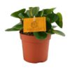 Peperomia Obtipan – Ø11cm – ↕15cm