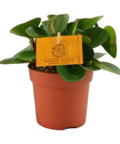 Peperomia Obtipan – Ø11cm – ↕15cm