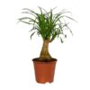 Beaucarnea Nolina – Ø14 cm – ↕40 cm