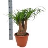 Beaucarnea Nolina – Ø23 cm – ↕55 cm