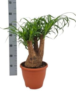 Beaucarnea Nolina – Ø23 cm – ↕55 cm