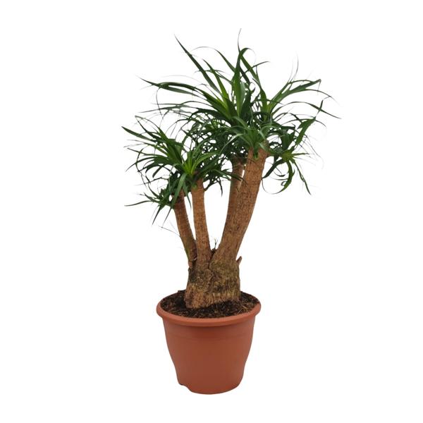 Beaucarnea Nolina – Ø26 cm – ↕75 cm