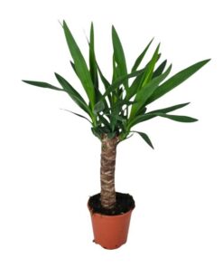 Yucca – Ø14cm – ↕60cm