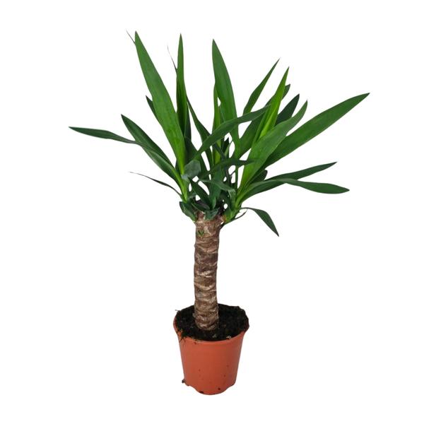 Yucca – Ø14cm – ↕60cm