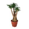 Beaucarnea Nolina – Ø29 cm – ↕90 cm