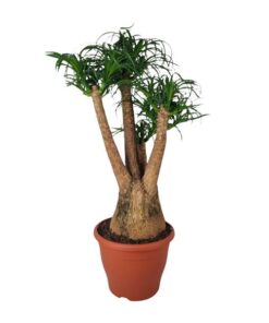 Beaucarnea Nolina – Ø29 cm – ↕90 cm