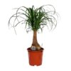 Beaucarnea Nolina – Ø19 cm – ↕60 cm