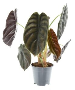 Alocasia Red Secret – Ø14cm – ↕35cm