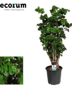 Polyscias Roble Vertakt – Ø21cm – ↕80cm