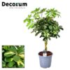 Schefflera Gold Capella – Ø21cm – ↕75cm