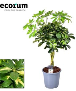 Schefflera Gold Capella – Ø21cm – ↕75cm