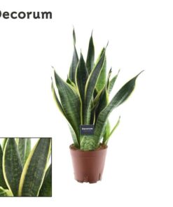 Sansevieria Futura Superba – Ø14cm – ↕45cm