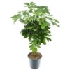 Schefflera Compacta Nora – Ø21cm – ↕75cm