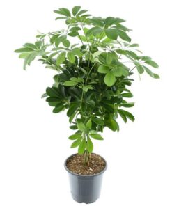 Schefflera Compacta Nora – Ø21cm – ↕75cm