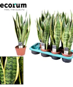 Sansevieria Laurentii – Ø14cm – ↕55cm