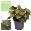 Syngonium Maria Feel Green – Ø14cm – ↕25cm